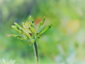 Nature to be Explored at Avalon Eco Resort